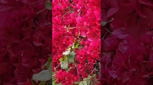 Вальс цветов 💐 Апрель Барселона Шуберт