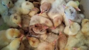 Вивод циплят и индюшат под индюшками. Вывод почти закончился.