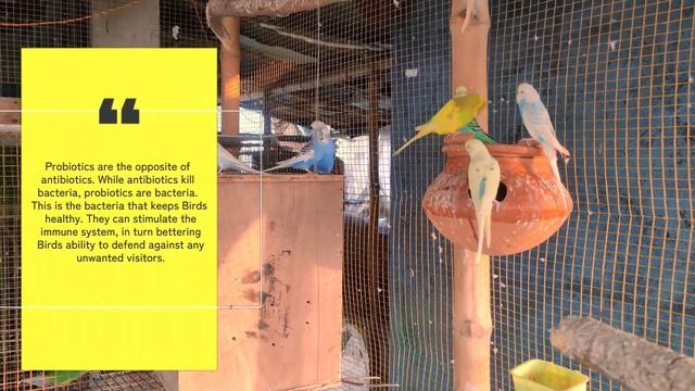 The Benefits of Probiotics for Birds / Why I Use Probiotics / Probiotic Medicine for Birds