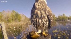 Птица с красными глазами, острейшим клювом и огромными когтями: кто такой Коршун - Слизнеед?