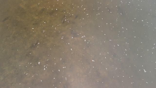 Карп проснуля после зимы смотреть онлайн