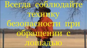 Всегда соблюдайте технику безопасности при обращении с лошадью (Клинтон Андерсон).