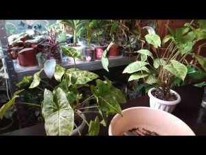 СИНГОНИУМЫ сажаю ТОЛЬКО ТАК. РАСТУТ как на ДРОЖЖАХ