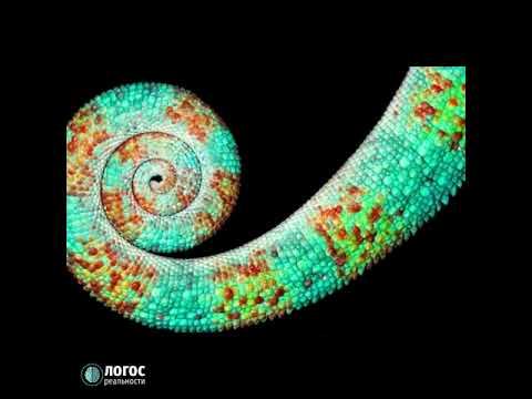 Фибоначчи и его теория....