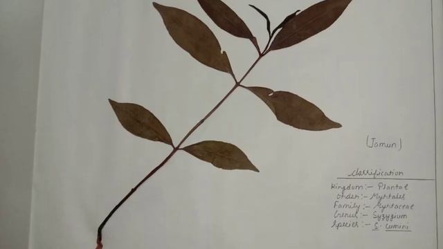 Herbarium File|Science Project|For Biology Students|40 Basic Plants Specimens|By Sangeeta Lakra 📒🌾🌿