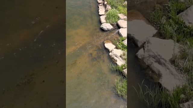 в поисках рыбы,разведка с дрона #рыбалкасрогаткой #охотанарогатку #slingshotfishing #сазан смотреть онлайн