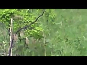 Охота Медведь напал на охотников