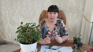 Черенок и междоузлие