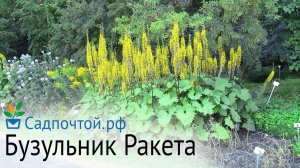 Бузульник "Ракета" - красивый зимостойкий и может расти в тени