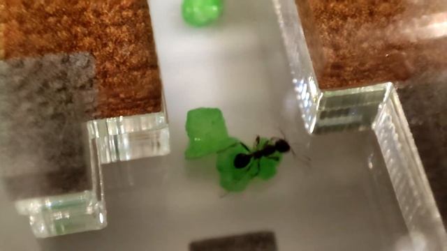 Муравей в пример людям смотреть онлайн