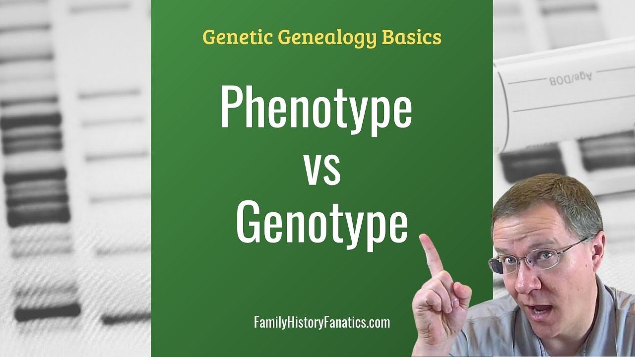 Genotype vs Phenotype: What's the Difference | Genetic Genealogy Explained