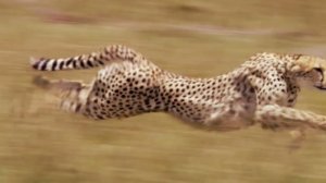 cheetah chase fast prey. just NATURE.