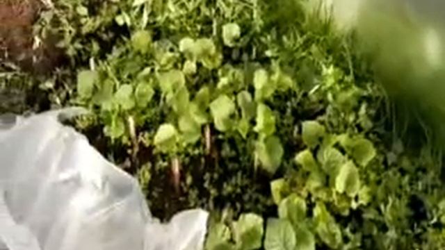 Огурцы посаженные чтобы легче укрыть от заморозок