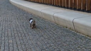 Тест камеры телефона Xiaomi 14 ultra МАКРОСЪЕМКА