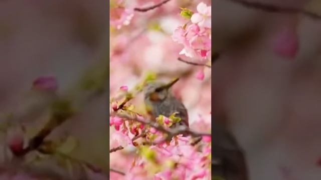 Сотворяю настроение Счастья. #любовь #настроениедня #счастьевнутри