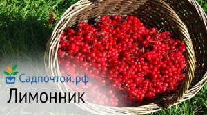 Лимонник китайский универсальная плодово-декоративная лиана