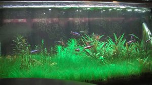 Результат применения Tetra Plantamin 1080p