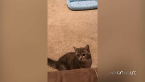 Забавные котики