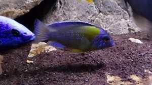Aulonocara Stuartgranti Steveni Blue Neon Wild juvenile 2014.02.25