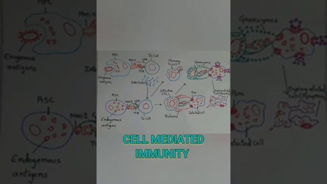 CELL MEDIATED AND HUMORAL IMMUNITY FLOW CHART - NEET