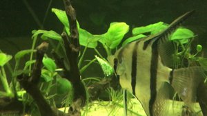 Скалярии Альтум