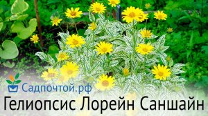 Гелиопсис подсолнечниковидный  "Лорейн Саншайн"