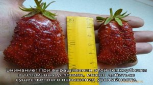 Земляника Купчиха — описание сорта