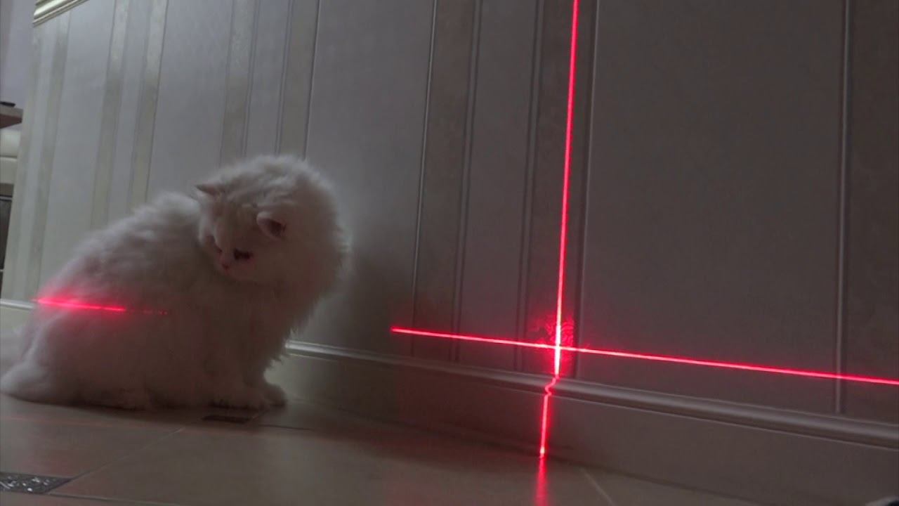 Лазерная игрушка, прикол с котом