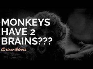 Do Monkeys have two brains?| A very fat tree| Do you really hate to be loved?|Fun facts| Horology