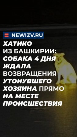 Хатико из Башкирии: собака 4 дня ждала возвращения утонувшего хозяина прямо на месте происшествия