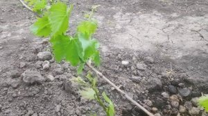 Нормирование винограда побегами, гроздями и обработка от антракноза