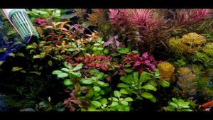 УБИРАЮ ОРГАНИКУ ИЗ АКВАРИУМА