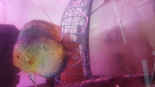 Случилось ЧУДО! Щуки отнерестились!!! #Дискусы #Нерест #Икра смотреть онлайн