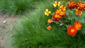 Transcription of Folk Melody. Транскрипция народной мелодии