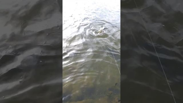 рыбалка с рогаткой #slingshotfishing #рыбалкасрогаткой #охотанарогатку #охотасрогаткой смотреть онлайн