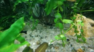 Рыбка в отсаднике