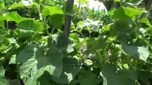 Как правильно подкормить огурцы в июне для богатого урожая