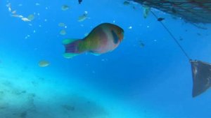 Тест GoPro6 под водой.