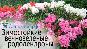 Зимостойкие вечнозеленые рододендроны финской селекции, правильная посадка