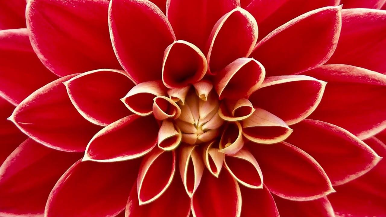 Meditación para el Primer Chakra - Muladhara смотреть онлайн