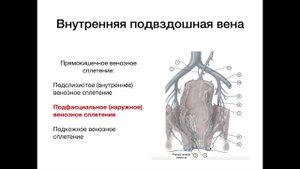 Нижняя полая вена