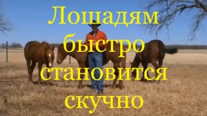 Лошадям быстро становится скучно (Клинтон Андерсон).