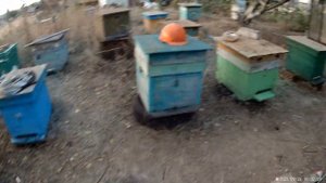 Матки облетелись в конце сентября.