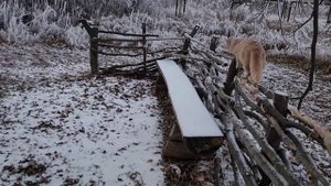 Непростая прогулка с животными