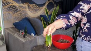 Посадка САНСЕВИЕРИЙ в грунт/ как нарастили корни за полгода?