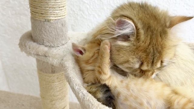猫のズラタが母になるための訓練をして子猫を預かる