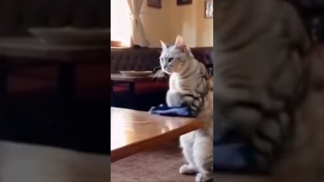 У меня культурный кот#shorts смотреть онлайн