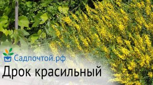 Дрок красильный - зимостоек, обильно и продолжительно цветущий кустарник