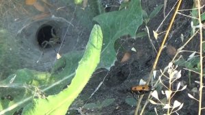 Атака воронкового паука