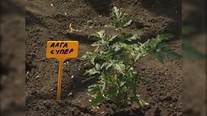 Плодовый сад